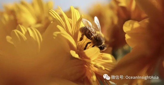 【微光谱应用】SERS技术在农药检测中的应用